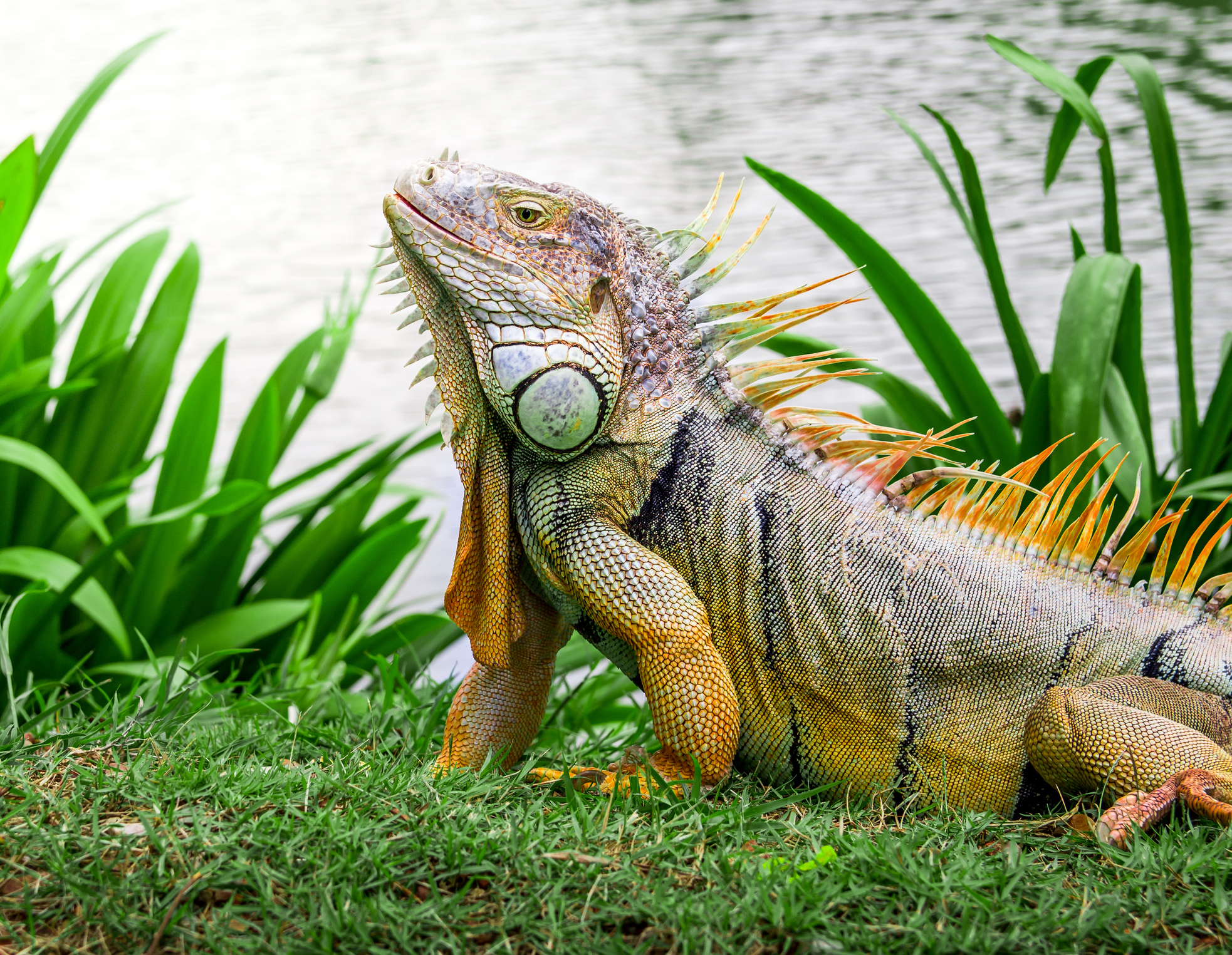 Wanna get rid of an iguana? On second thought, don’t just ‘shoot them up,’ Florida says