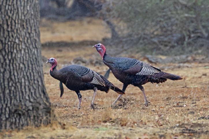 Florida turkeys terrorize senior community