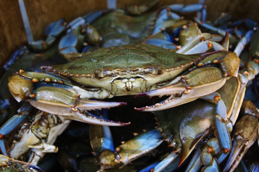 Massive crab invasion caught on camera in Florida