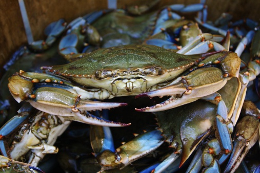 Massive crab invasion caught on camera in Florida – Florida Weirdness