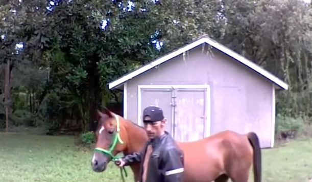 Florida man blames horse for home break-in – Florida Weirdness