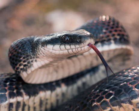 Cape Coral woman has snake in a box delivered to her door, sender unknown