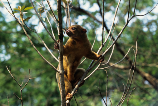 A tiny kinkajou sneaked into a Florida home and attacked a man