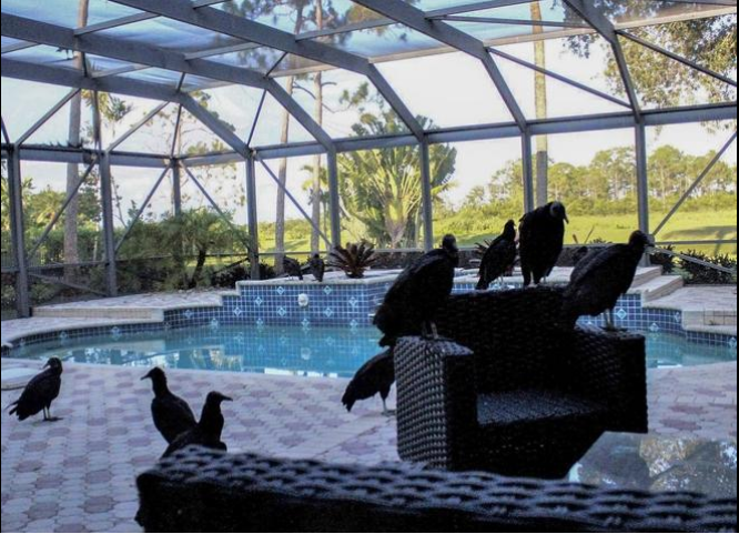 Hitchcock-like horror at Ibis: Black vultures are taking over – Florida Weirdness